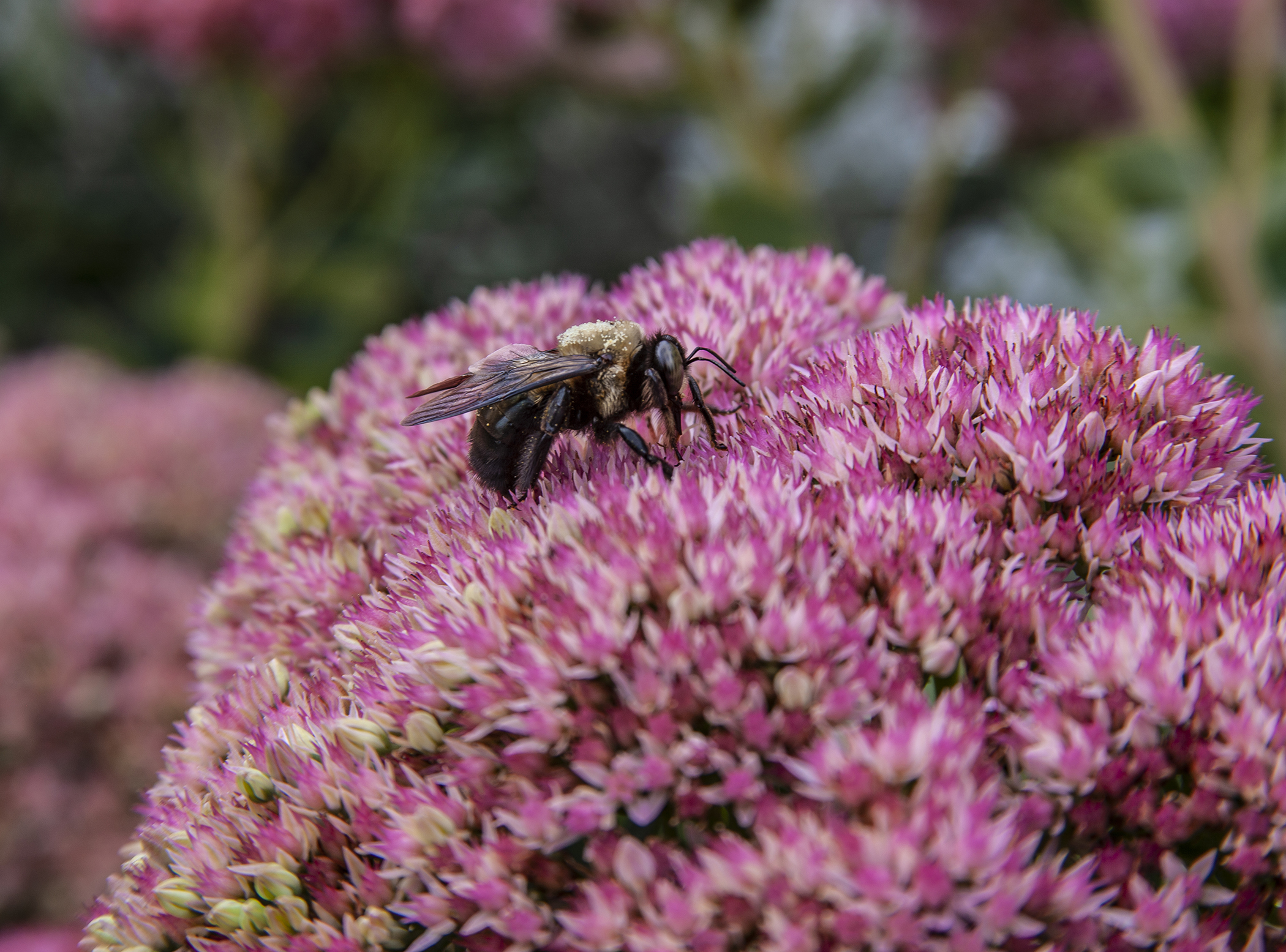 aP-bee on flower DwnSz 0461.jpg